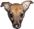 Doc Holliday's "Pets In The City"
