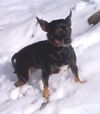 January 2001 in the Julian snow!