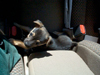 Doc Holliday's First Business Trip