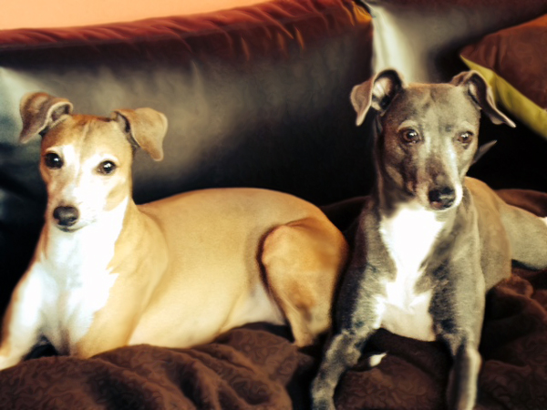Carmelo and Bella