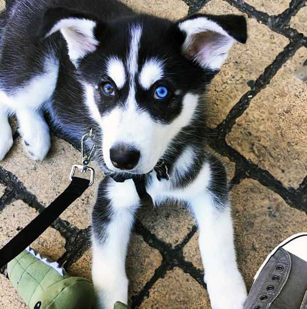 Oso
